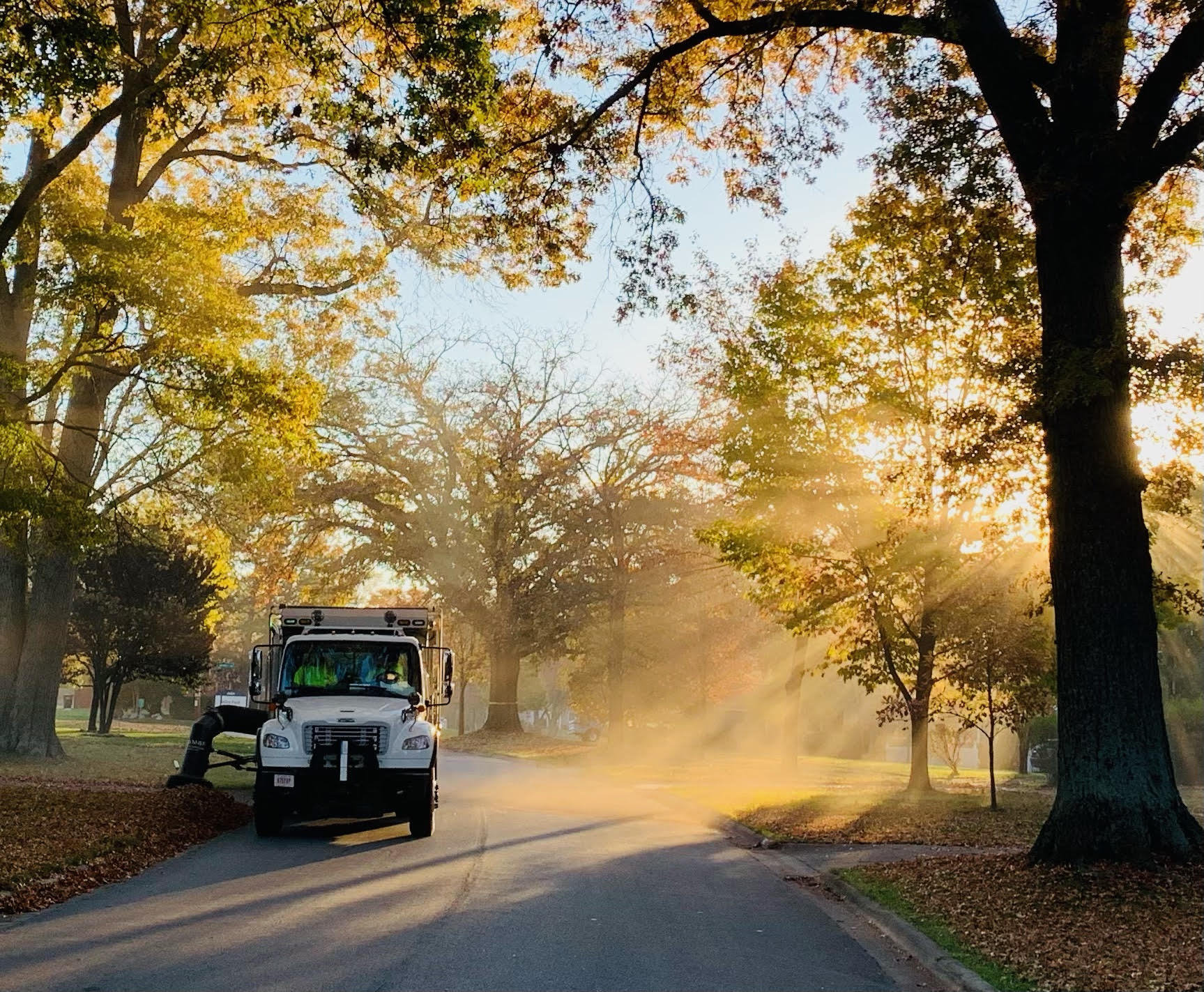 Trees, Leaves (pickup), and a Magical Moment, Fall 2021 David